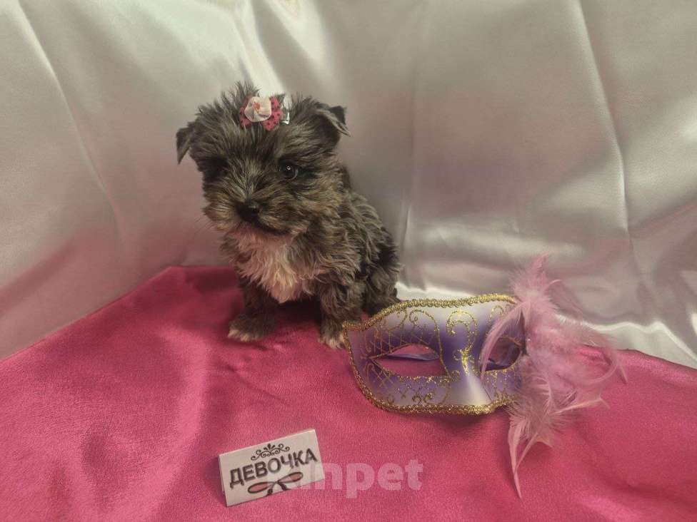 Собаки в Москве: Девочка редкого окраса голубой мрамор Девочка, 35 000 руб. - фото 5