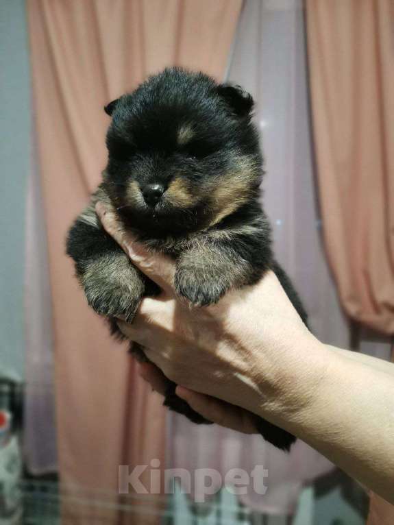 Собаки в Дзержинском: Раннее бронирование Мальчик, Бесплатно - фото 2