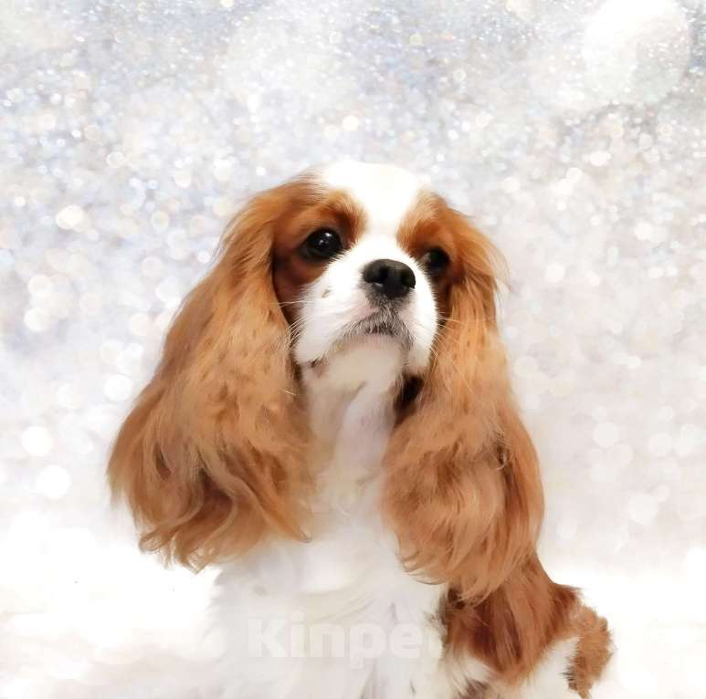 Собаки в Анапе: Кавалер Кинг Чарльз спаниель Девочка, 160 руб. - фото 5