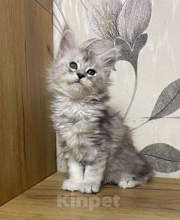 Кошки в Москве: Мейн Кун котята Девочка, 55 000 руб. - фото 8