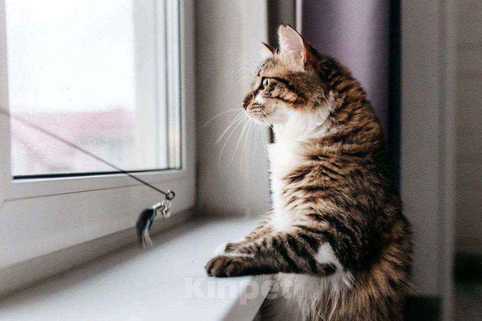 Кошки в Москве: Кот Кемер ищет дом Мальчик, Бесплатно - фото 8