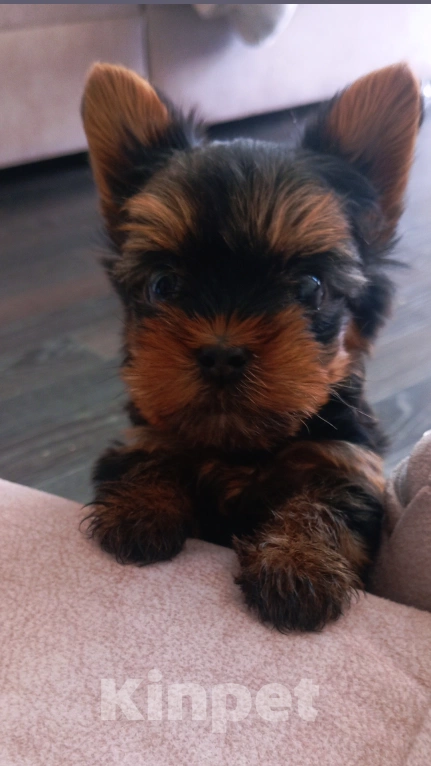 Собаки в Новосибирске: Продам сладкого Йоркширского терьера(миник)  Мальчик, 35 000 руб. - фото 5
