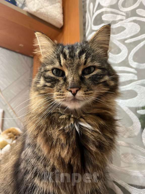 Кошки в Воскресенске: Потерялся кот по кличке Кекс Мальчик, Бесплатно - фото 10