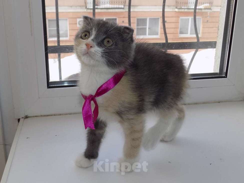 Кошки в Москве: Шотландский вислоухий короткошёрстный котёнок Девочка, 12 000 руб. - фото 1