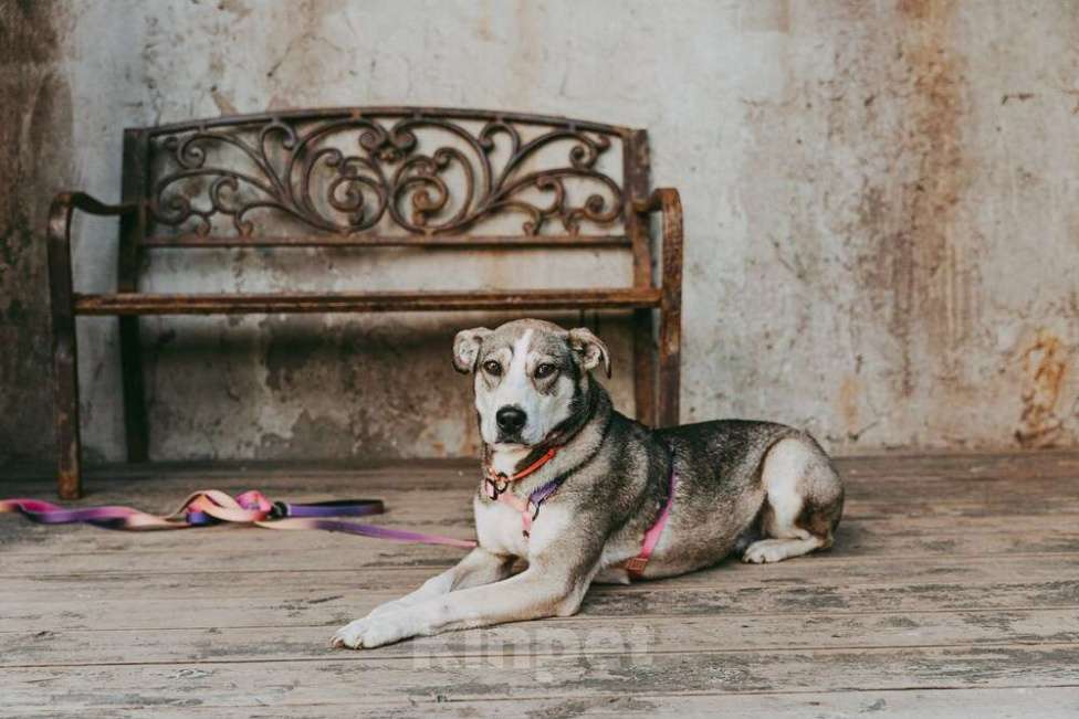 Собаки в Москве: Собака Евушка мечтает о доме, но ее никто не замечает Девочка, 1 руб. - фото 7