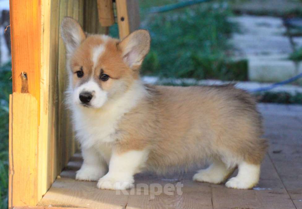 Собаки в Москве: Аманси Бранль Мальчик, 75 000 руб. - фото 6