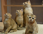 Кошки в Клине: Котята, 10 000 руб. - фото 4