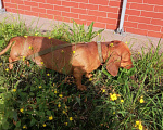 Собаки в Калининграде: Вязка такса, 1 руб. - фото 7