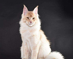 Кошки в Кашине: Чистокровные мейнкуны., 45 252 руб. - фото 2