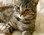 Кошки в Москве: Полосатый красавец Брут ищет дом! Мальчик, Бесплатно - фото 2