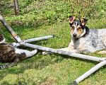 Собаки в Истре: Щенок Мартин Мальчик, Бесплатно - фото 5