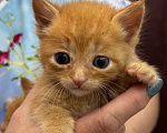 Кошки в Химках: Котенок в добрые руки  Мальчик, Бесплатно - фото 2