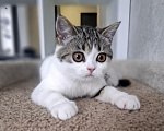 Кошки в Ярославле: Шотландская короткошерстная девочка. Девочка, 25 000 руб. - фото 10