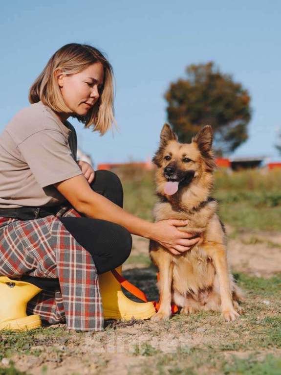 Собаки в Воронеже: Домашняя миниатюрная собачка Леди, идеальный компаньон ищет дом Девочка, 10 руб. - фото 2