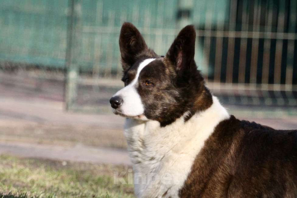 Собаки в Одинцово: Вельш корги кардиган -бесплатно Девочка, Бесплатно - фото 4