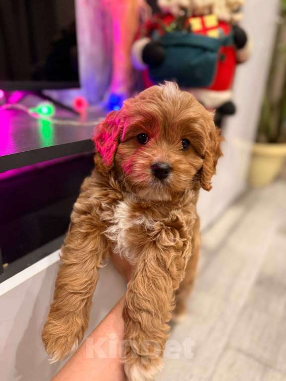 Собаки в Москве: Кавапу девочка Девочка, 85 000 руб. - фото 8