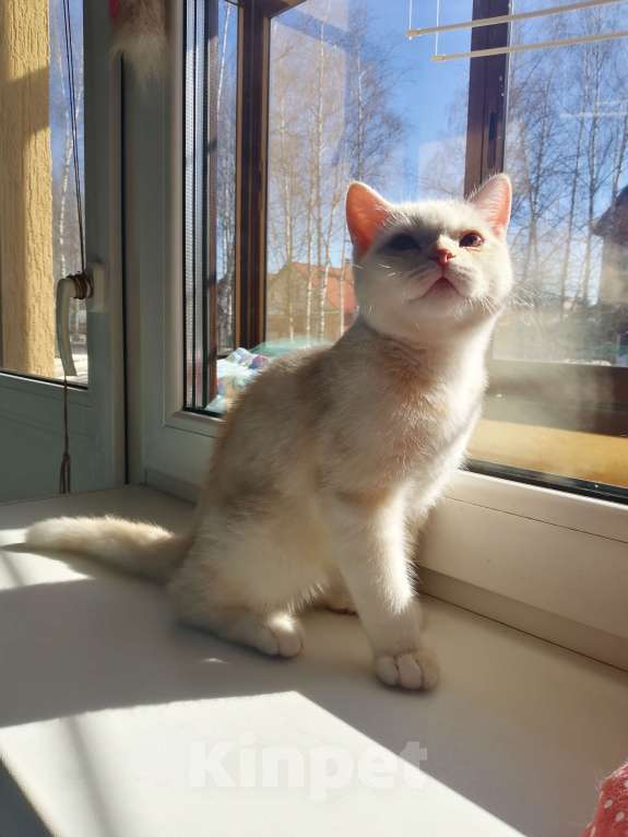 Кошки в Москве: Британцы красавцы Мальчик, 10 000 руб. - фото 3