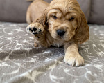 Собаки в Екатеринбурге: Английский кокер-спаниель Мальчик, 30 000 руб. - фото 5