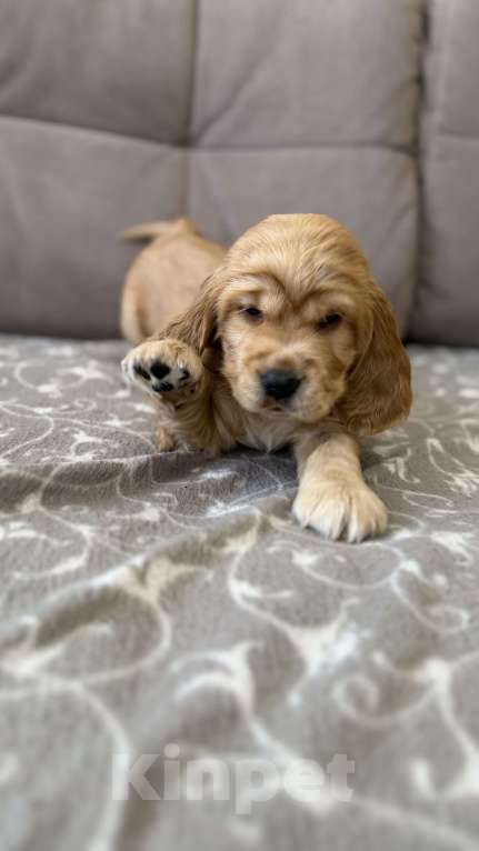 Собаки в Екатеринбурге: Английский кокер-спаниель Мальчик, 30 000 руб. - фото 5