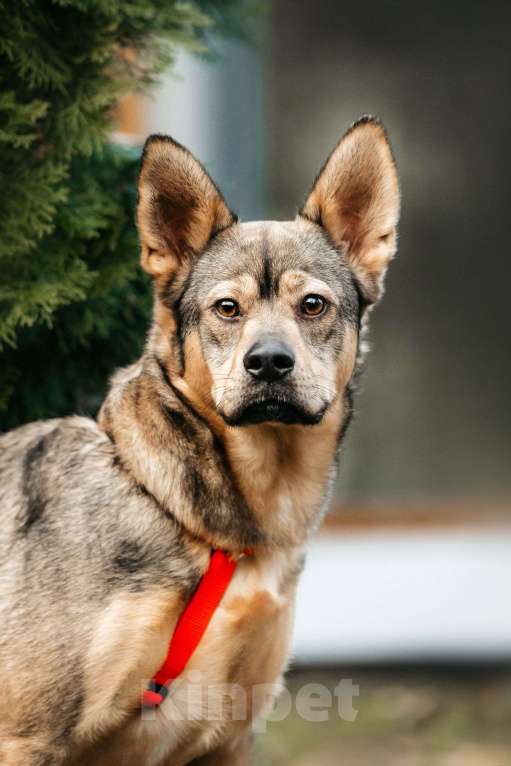 Собаки в Москве: Харизматичная Булка ищет дом Девочка, Бесплатно - фото 4