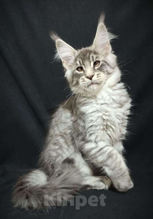 Кошки в Анапе: Мейн-кун мальчик Мальчик, 20 000 руб. - фото 1