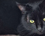 Кошки в Москве: Кошечка Чернушка ищет дом Девочка, Бесплатно - фото 3