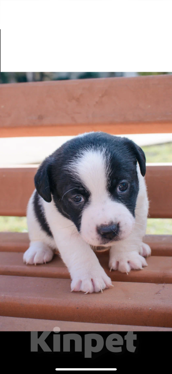 Собаки в Симферополе: Девочка Девочка, 19 000 руб. - фото 5