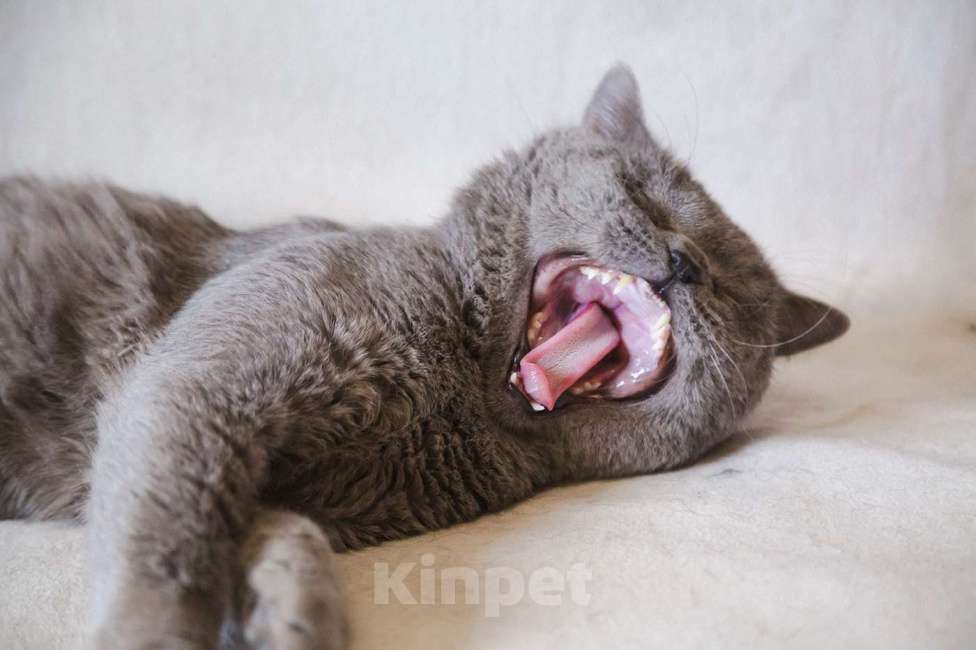 Кошки в Москве: Ищет дом ласковый котик Мальчик, Бесплатно - фото 3