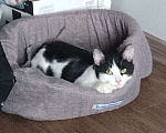 Кошки в Москве: классный котенок Мишка ищет дом Мальчик, Бесплатно - фото 2
