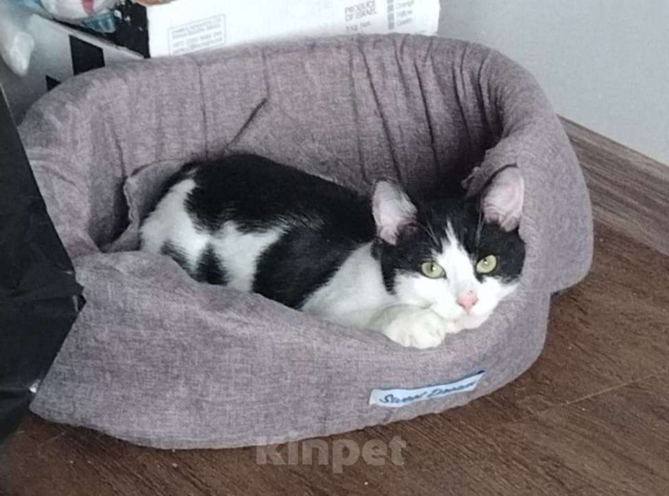 Кошки в Москве: классный котенок Мишка ищет дом Мальчик, Бесплатно - фото 2