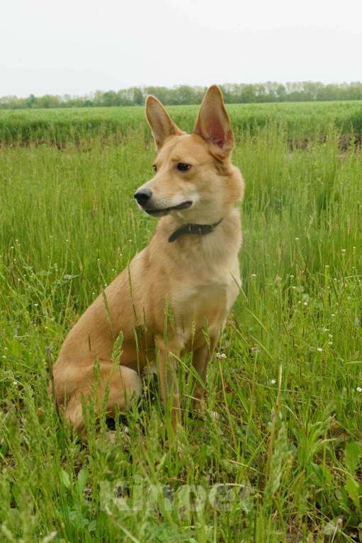 Собаки в Москве: КРАСАВИЦА ДУСЯ Девочка, Бесплатно - фото 3