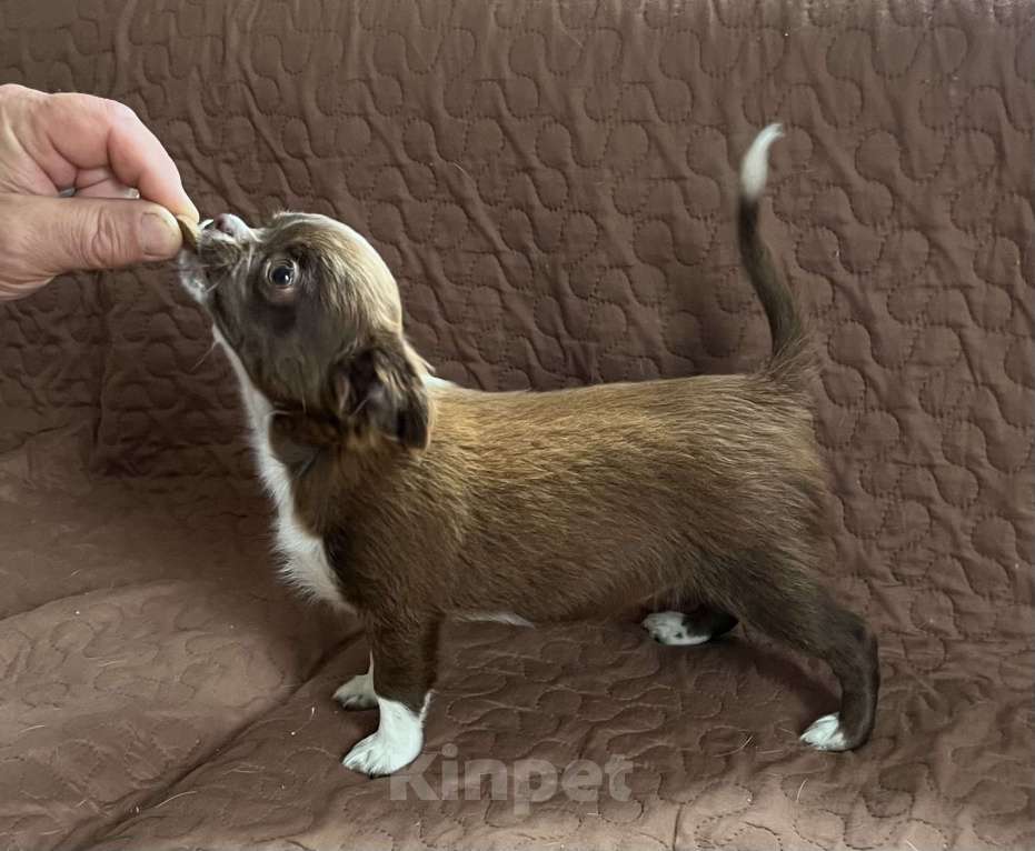 Собаки в Санкт-Петербурге: Девочка чихуа, шоколадная с белым, д/ш Девочка, 60 000 руб. - фото 2