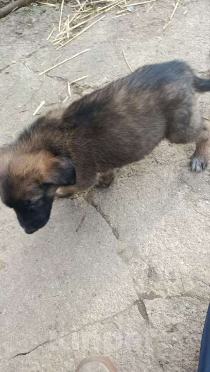 Собаки в Лобне: Отдам щенка Мальчик, Бесплатно - фото 3