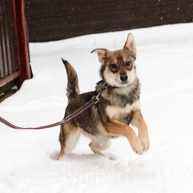 Собаки в Москве: Марли! Ласковая и прелестная! В хорошие руки! Девочка, Бесплатно - фото 2