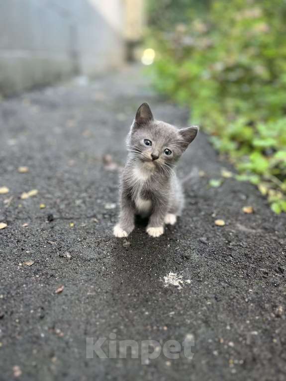 Кошки в Москве: Рикки  Мальчик, Бесплатно - фото 2