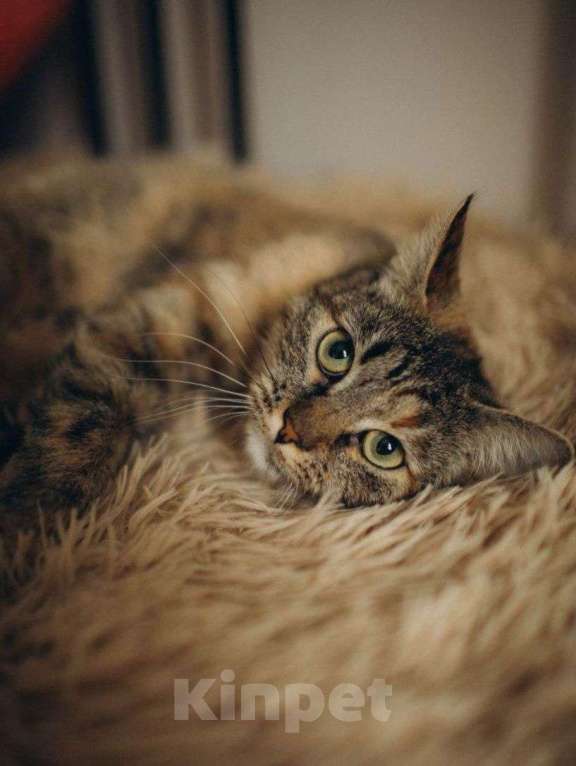 Кошки в Москве: Самая чудесная полосатенькая кошечка ищет дом Девочка, Бесплатно - фото 1