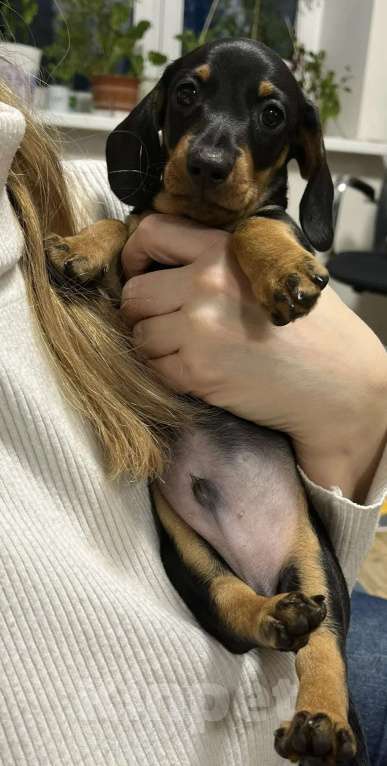 Собаки в Тюмени: Продаю щенка кроличьей таксы Мальчик, 120 000 руб. - фото 3