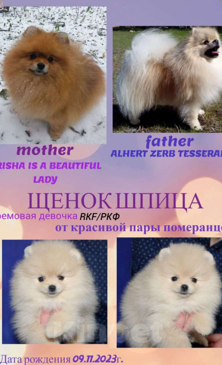 Собаки в Дмитрове: Продается щенок померанского шпица Девочка, 60 000 руб. - фото 1