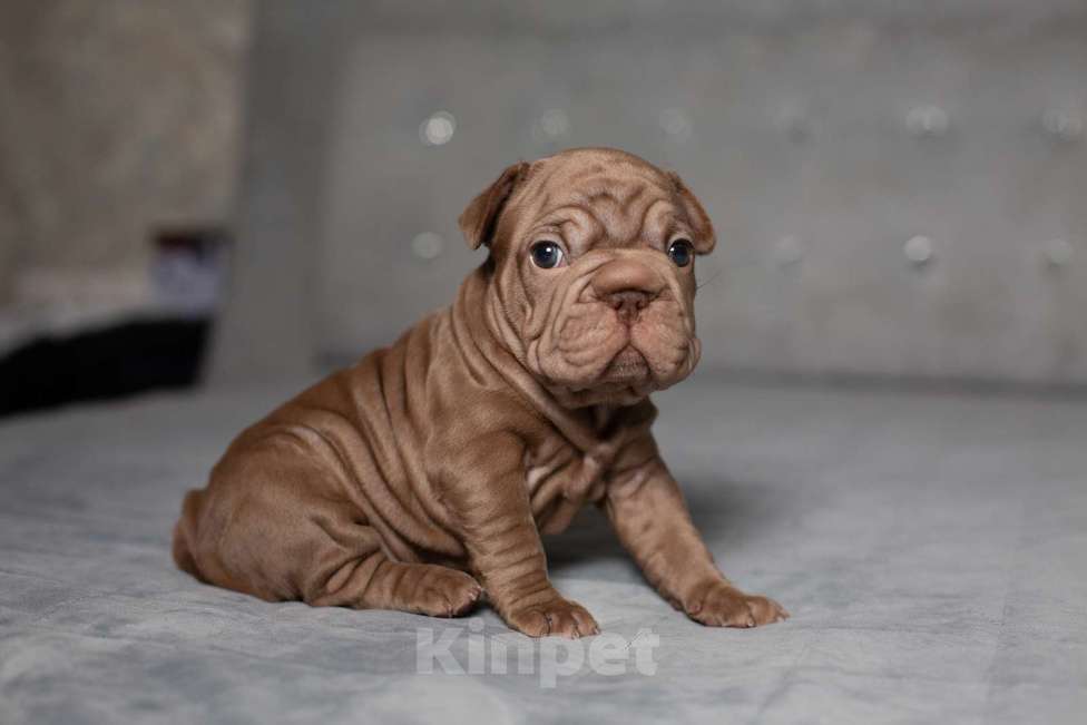 Собаки в Москве: Французский бульдог (бигроп), щенок Девочка, 150 000 руб. - фото 3