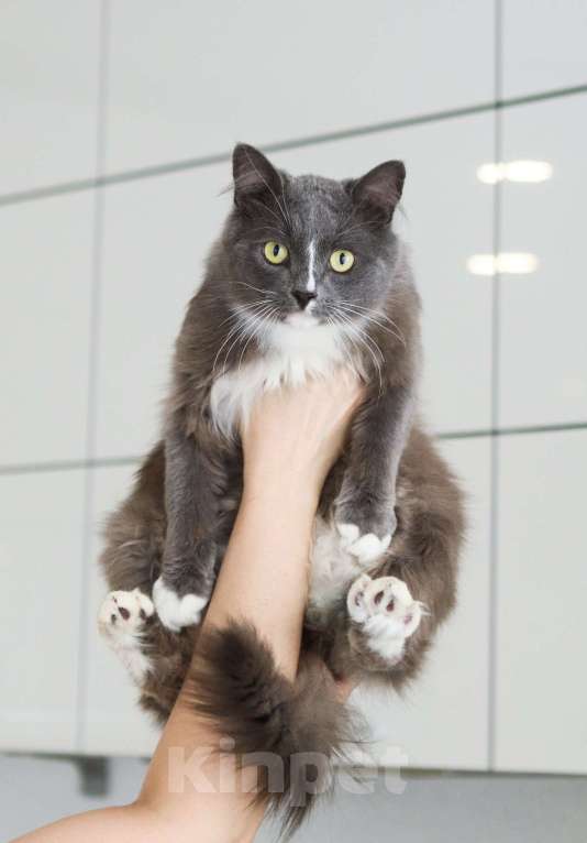 Кошки в Химках: Пушок и Сёма ищут дом Мальчик, Бесплатно - фото 7