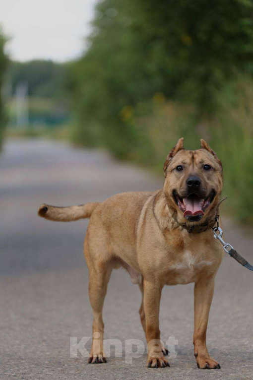 Собаки в Москве: Сидел на цепи у алкоголиков Мальчик, Бесплатно - фото 2