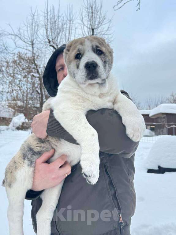 Собаки в Мытищах: Великолепные девочки среднеазиатской овчарки Девочка, 90 000 руб. - фото 4
