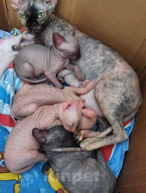 Кошки в Кашире:  Канадский сфинкс Девочка, 15 000 руб. - фото 3