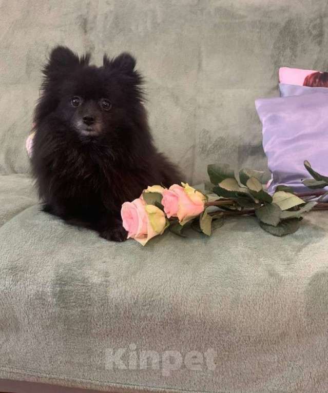 Собаки в Вологде: Немецкий шпиц малый, подпалый мальчик, документы РКФ Мальчик, 50 000 руб. - фото 3