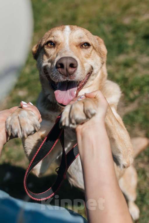Собаки в Химках: Солнечный пес Мальчик, Бесплатно - фото 1