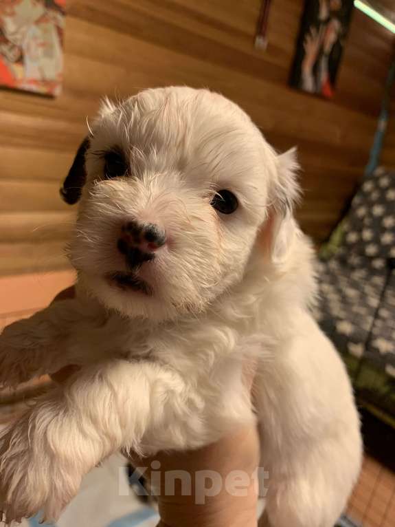 Собаки в Санкт-Петербурге: Щенки китайской хохлатой собаки Разнополые, Бесплатно - фото 3