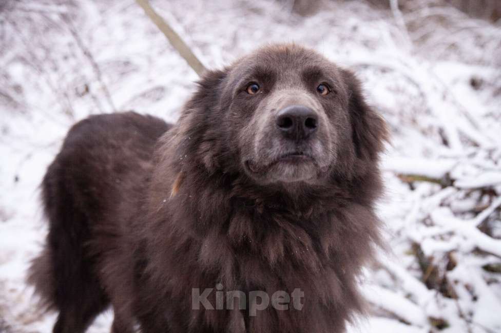 Собаки в Балашихе: Смокки - настоящий красавец Мальчик, Бесплатно - фото 3