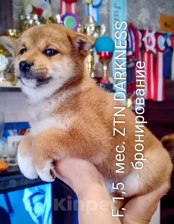 Собаки в других городах Ленинградской области: Великолепные щенки породы Сиба-ину Девочка, Бесплатно - фото 4