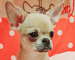 Собаки в Москве: Щенки чихуахуа Девочка, 30 000 руб. - фото 2