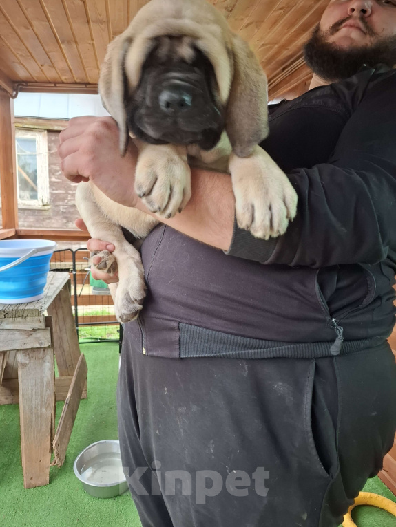 Собаки в других городах Московской области: Мастиф Кобель  Мальчик, Бесплатно - фото 5